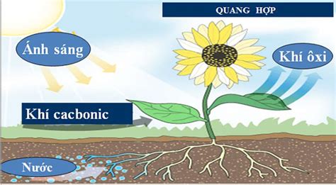 quá trình quang hợp của cây